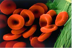 Антитела при отрицательном резусе крови